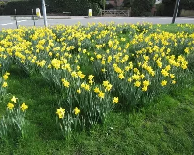 Spring Daffodils